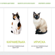 Image for article titled Russian Bank Will Send a Cat To Your House if You Sign a Mortgage